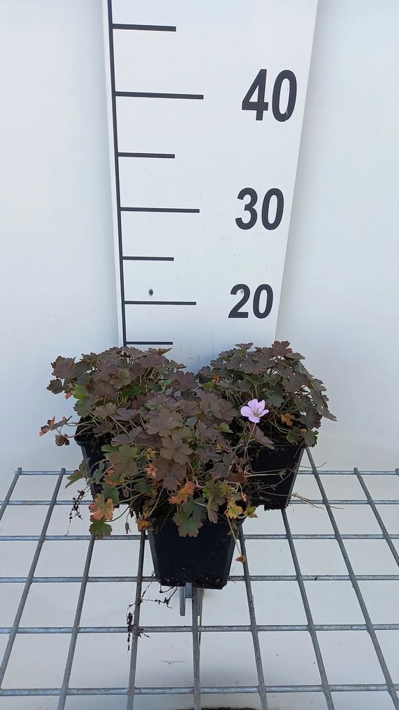 Geranium 'Dusky Crûg' - pot 9x9 cm