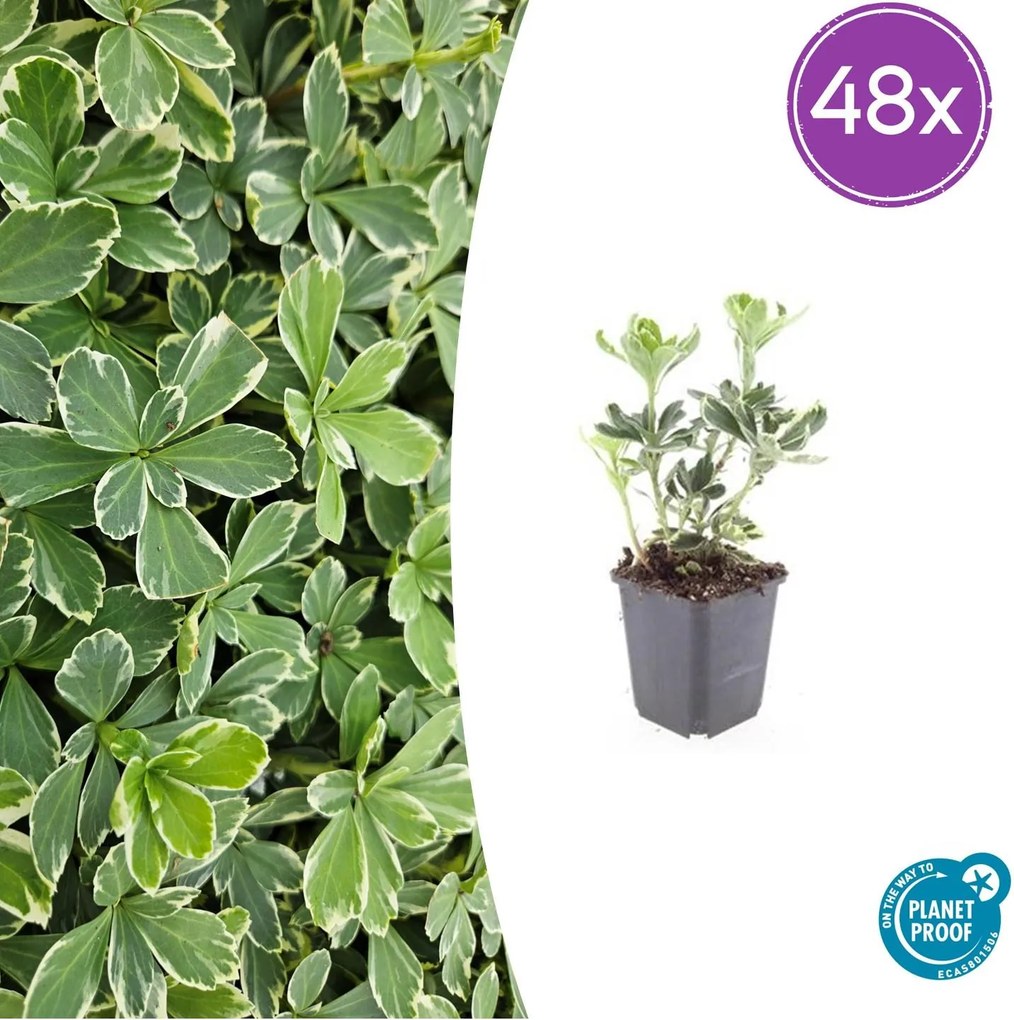Pachysandra Terminalis 'Variegata' - 20cm