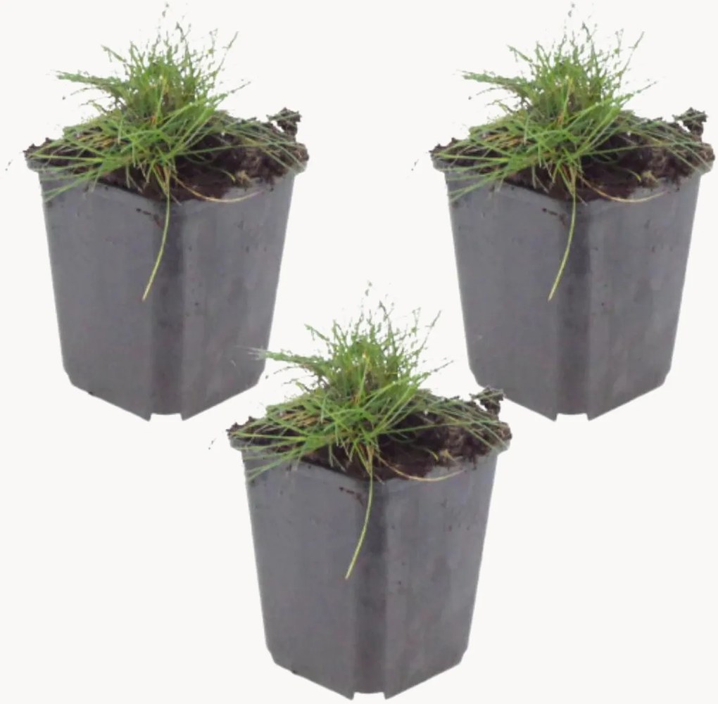 Planten Bearskin Fescue Festuca gautieri, 3-delig