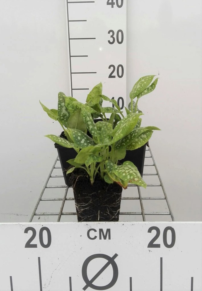 Pulmonaria officinalis 'Sissinghurst White' - pot 9x9 cm
