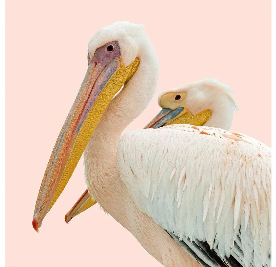 Goossens Schilderij Pink Pelican, 74 x 74  cm