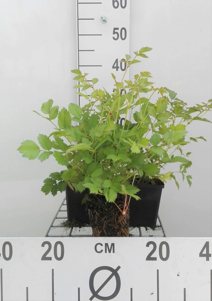 Astilbe chinensis 'Pumila' - pot 9x9 cm