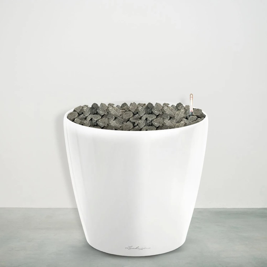 Caryota Mitis inclusief Joy M - 110cm