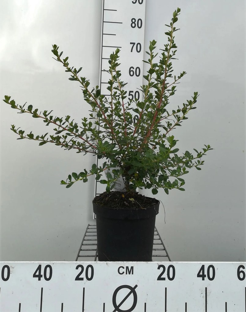 Escallonia 'Donard Seedling' - pot - 40-50 cm -