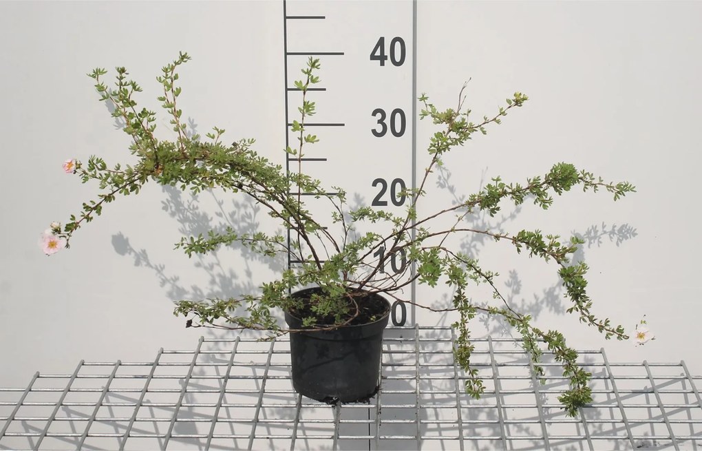Potentilla fruticosa 'Blink' (Princess) - pot 1,3L - 20-25 cm