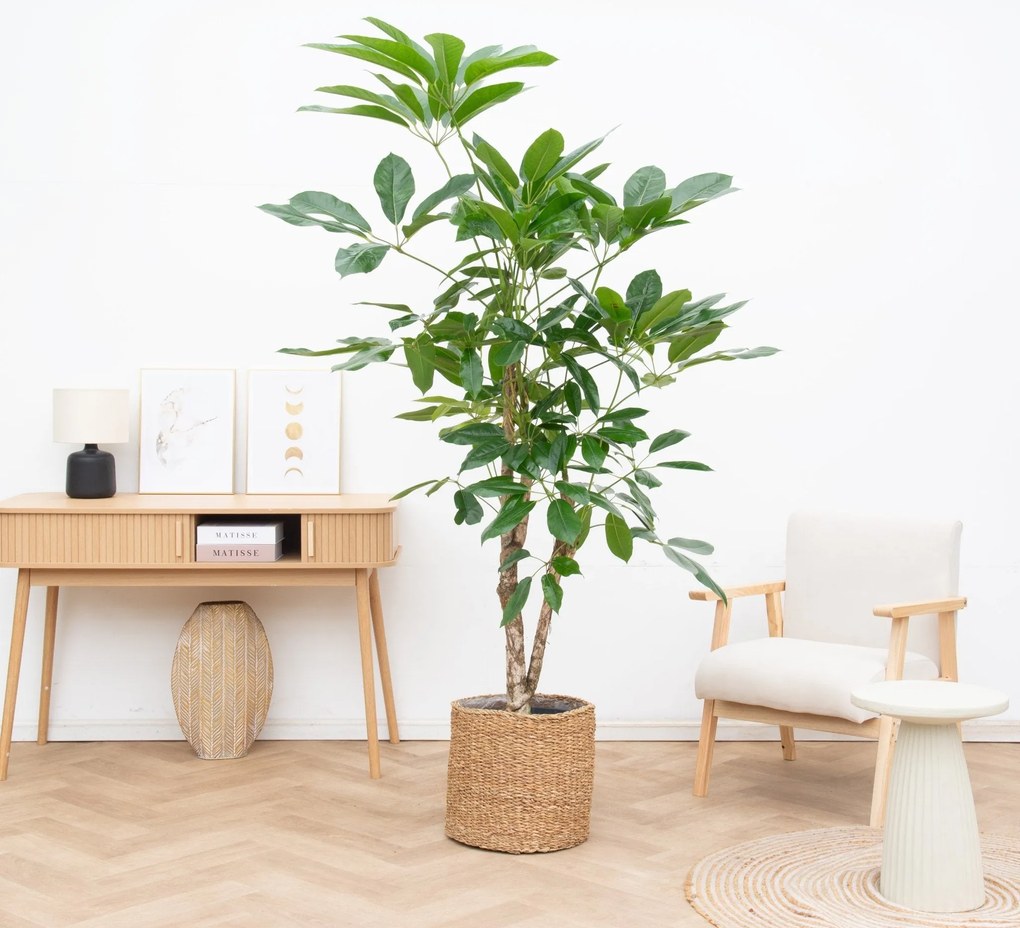 Schefflera vertakt - 210 cm
