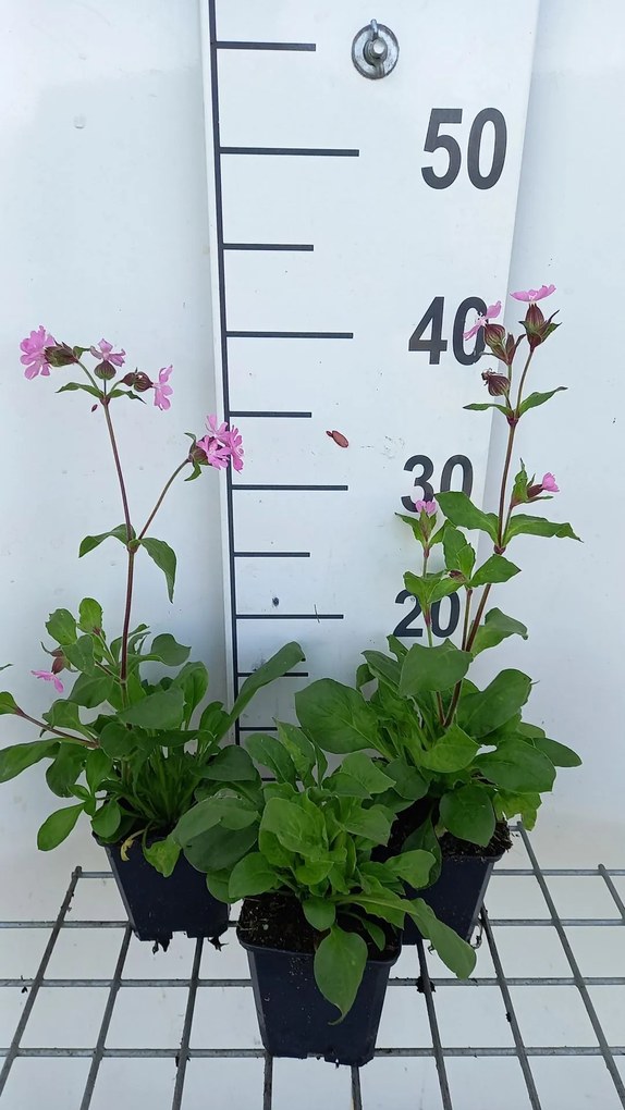 Silene dioica - pot 9x9 cm -