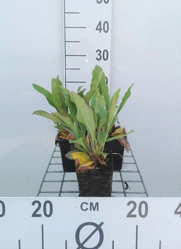 Limonium latifolium - pot 9x9 cm -