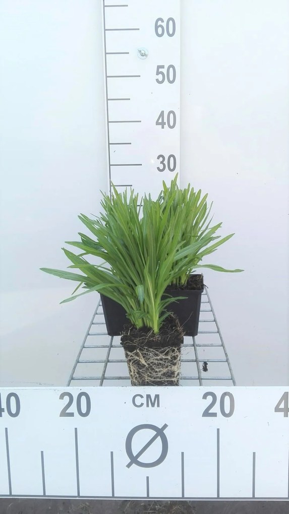 Liatris spicata 'Floristan Weiss' - pot 9x9 cm -