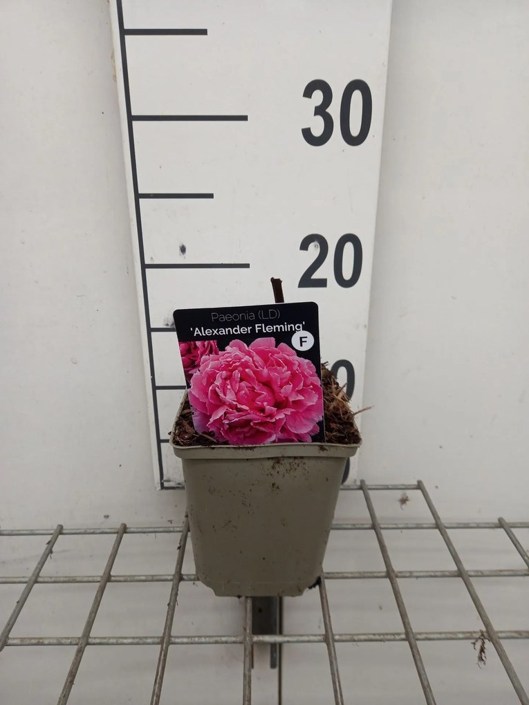 Paeonia 'Alexander Fleming' - pot 1L