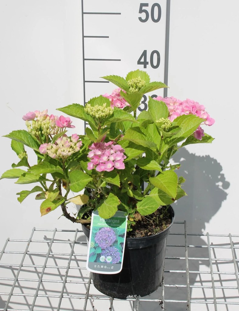 Hydrangea macrophylla 'Bodensee' - pot - 25-30 cm -