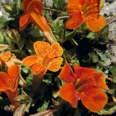 Mimulus 'Orange Glow' - pot 9x9 cm -