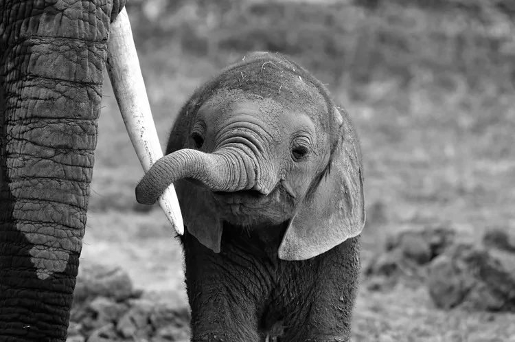 Foto Close, Bjoern Alicke