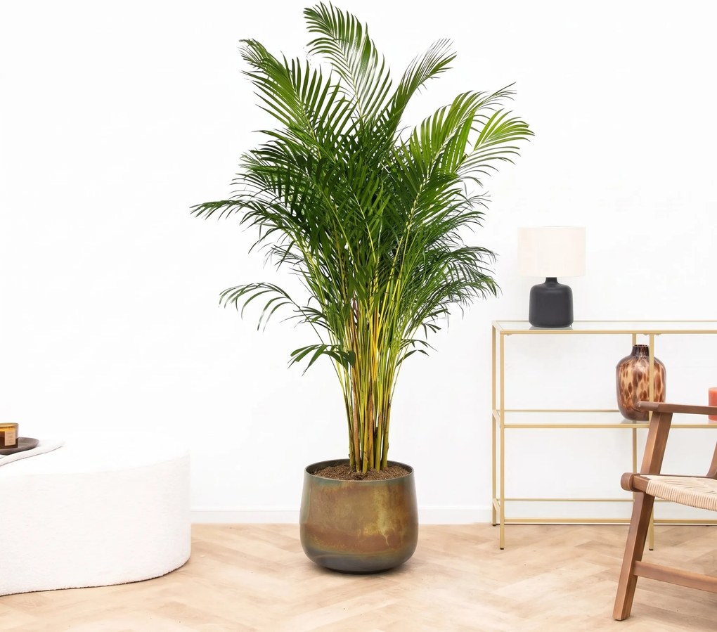 Areca palm (Dypsis Lusescens) - 180cm