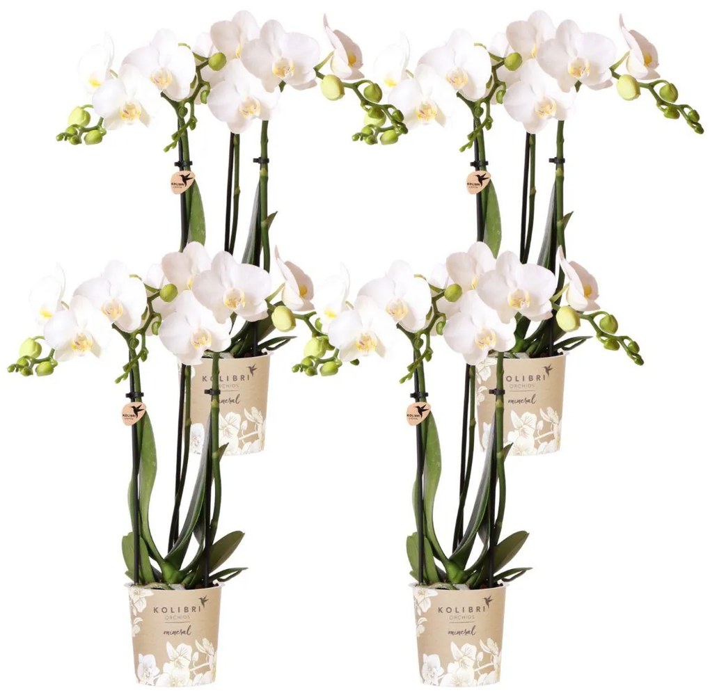 Combi deal - 4 Orchideeën