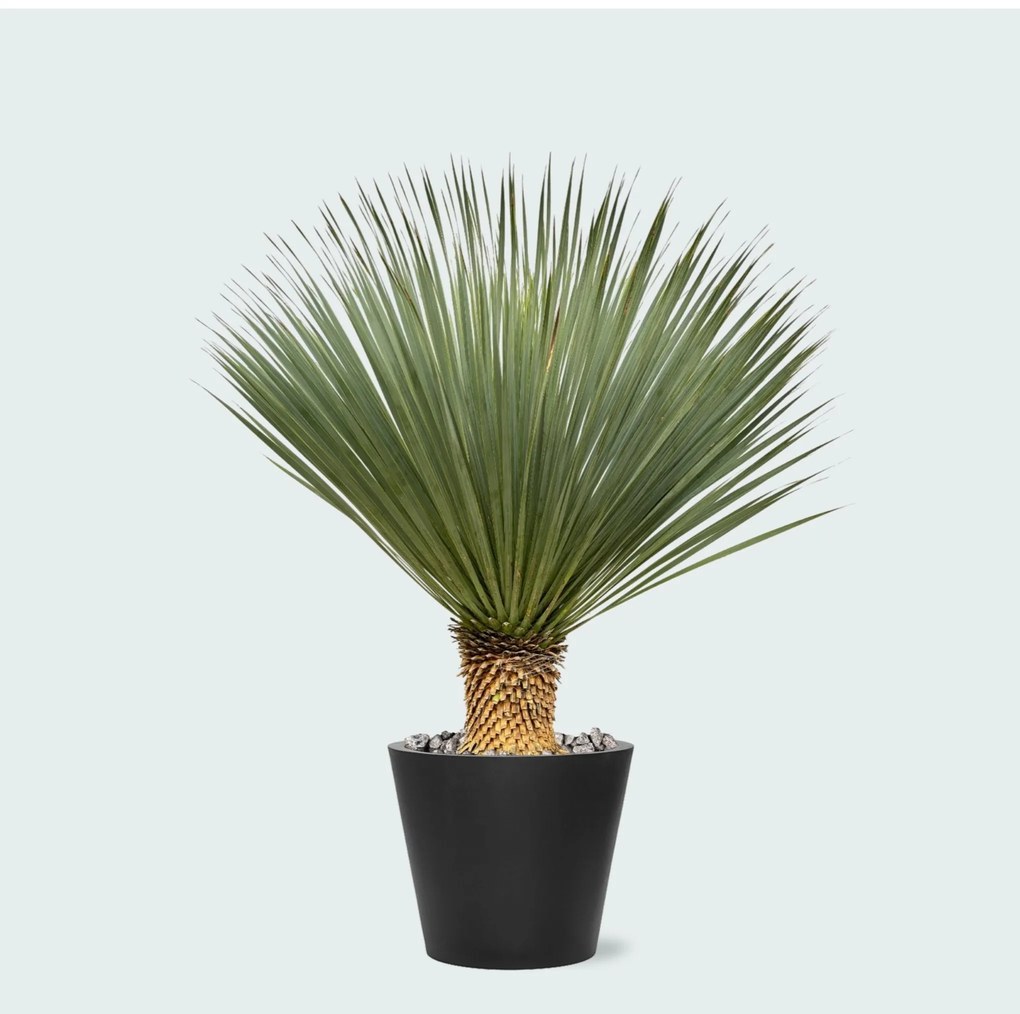 Combi deal - Yucca Rostrata op stam inclusief Bucket - 120 cm