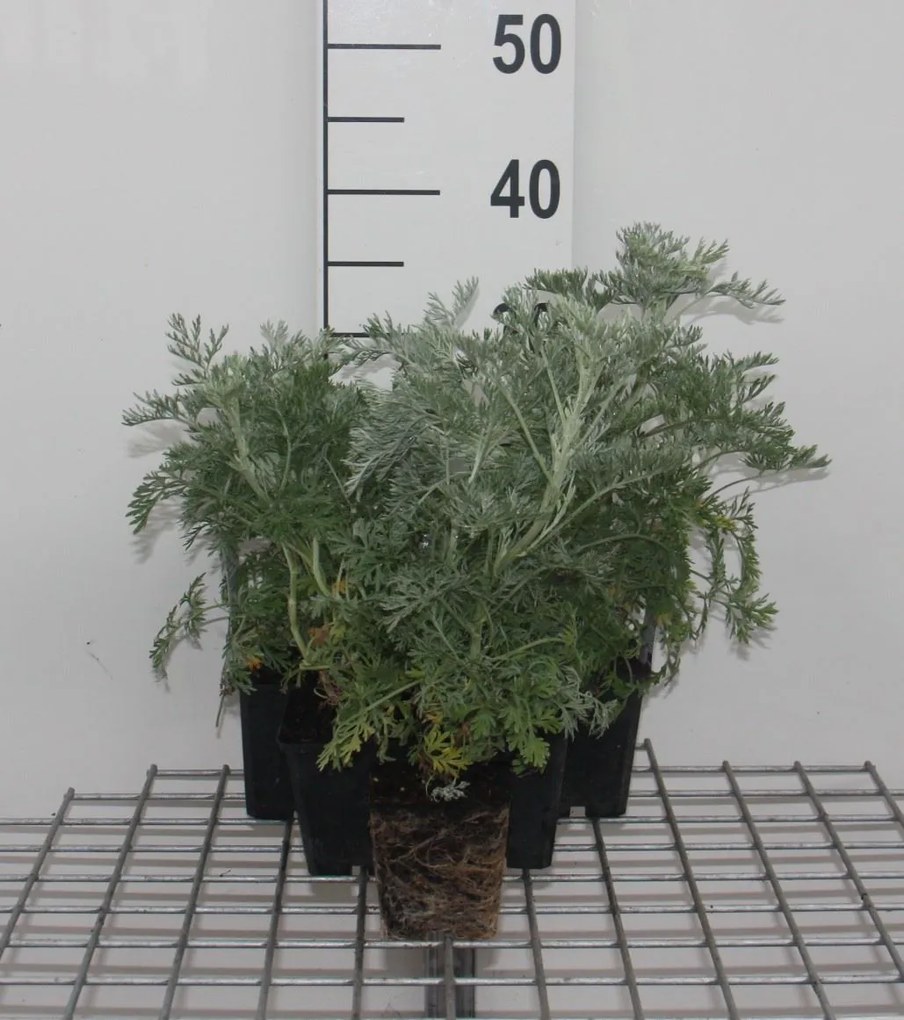 Artemisia 'Powis Castle' - pot 9x9 cm