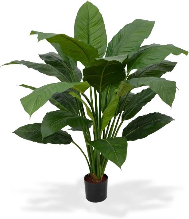 Spathiphyllum King 100 cm groen