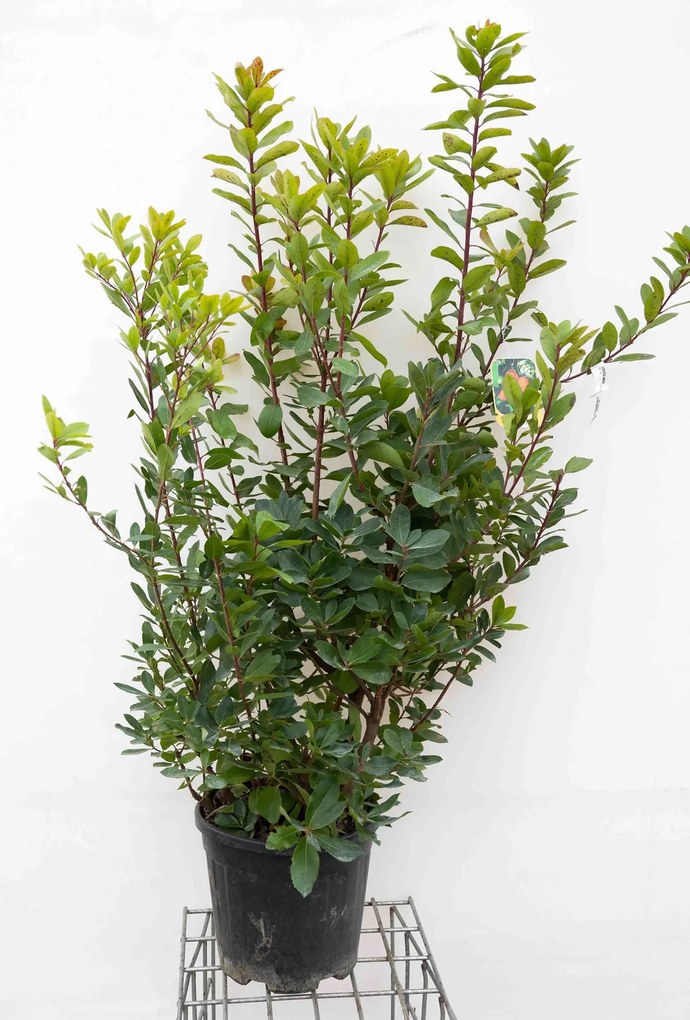 Arbutus unedo - pot 18L - 125-150 cm -
