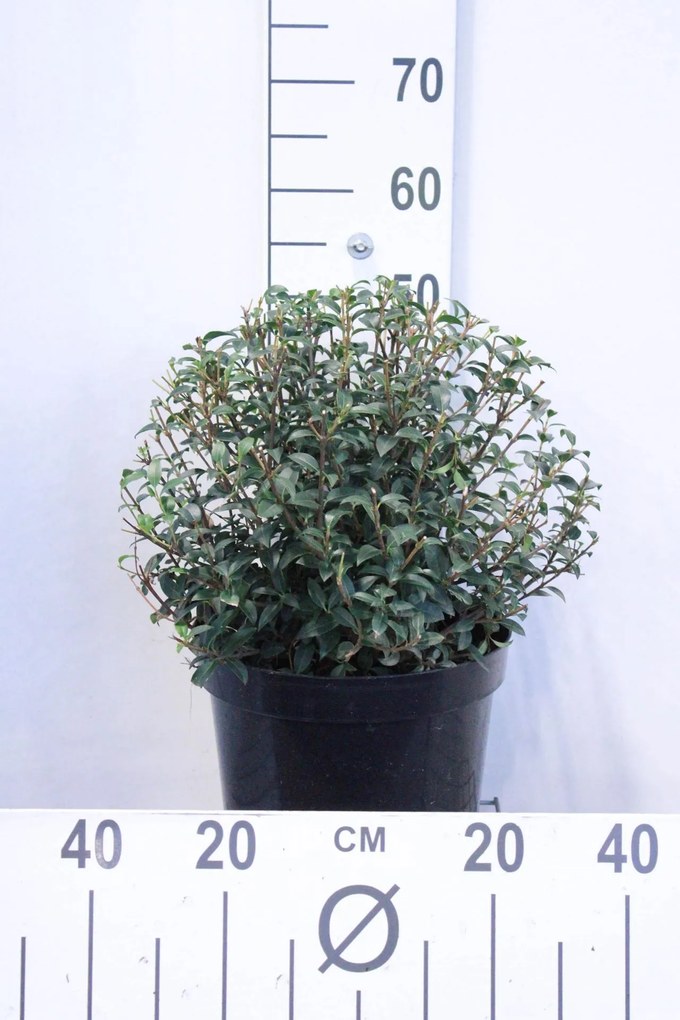 Osmanthus x burkwoodii - pot 10L - bolvorm diameter 40+ cm