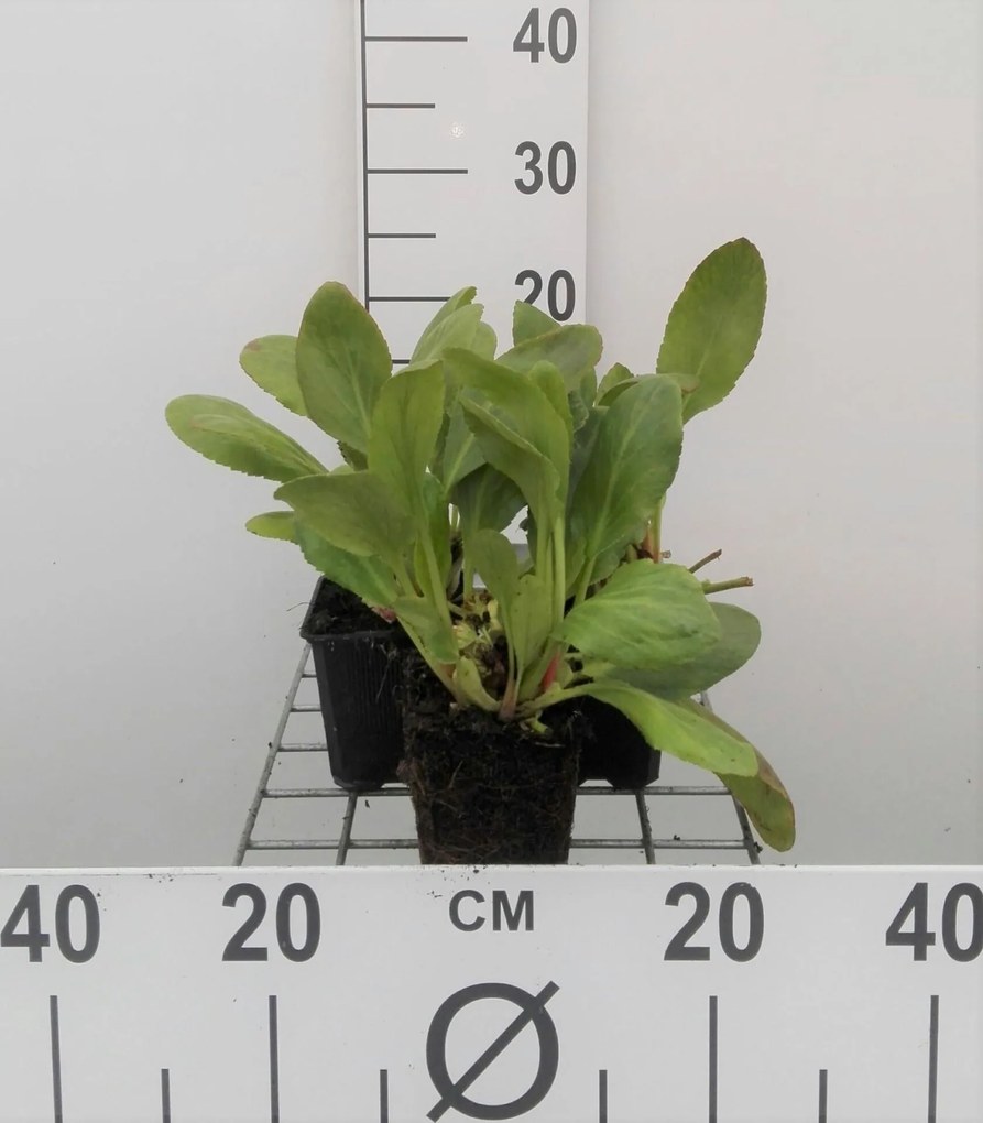 Bergenia 'Bressingham White' - pot 9x9 cm