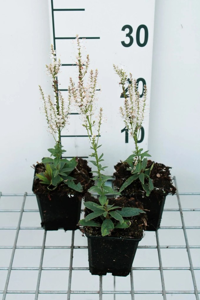 Veronicastrum virginicum 'Album' - pot 9x9 cm -
