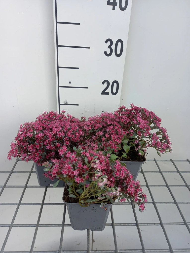 Sedum cauticola 'Lidakense' - pot 9x9 cm -