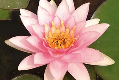 Nymphaea 'Marliacea Carnea' - pot 3L