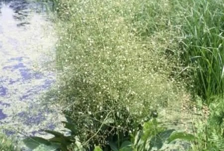 Alisma plantago-aquatica - Biopot diameter 7 cm