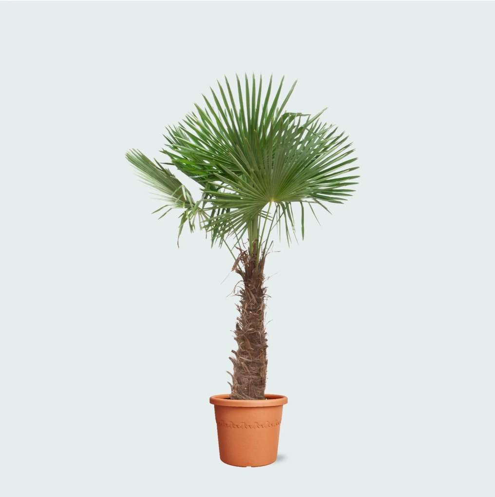 Trachycarpus Fortunei - 250cm