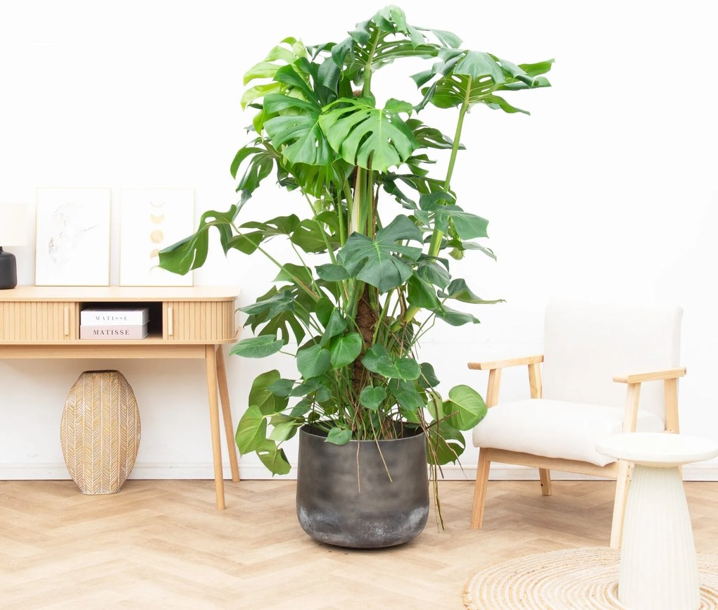 Monstera Deliciosa XXL - 170cm