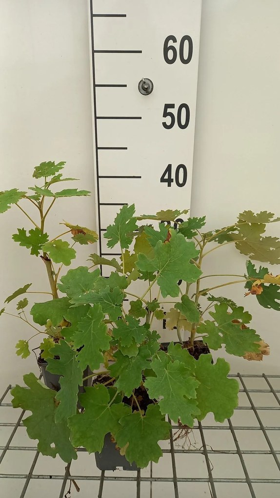Macleaya cordata - pot 9x9 cm -