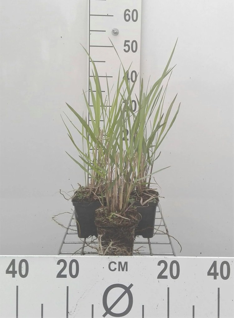 Panicum virgatum 'Squaw' - pot 9x9 cm