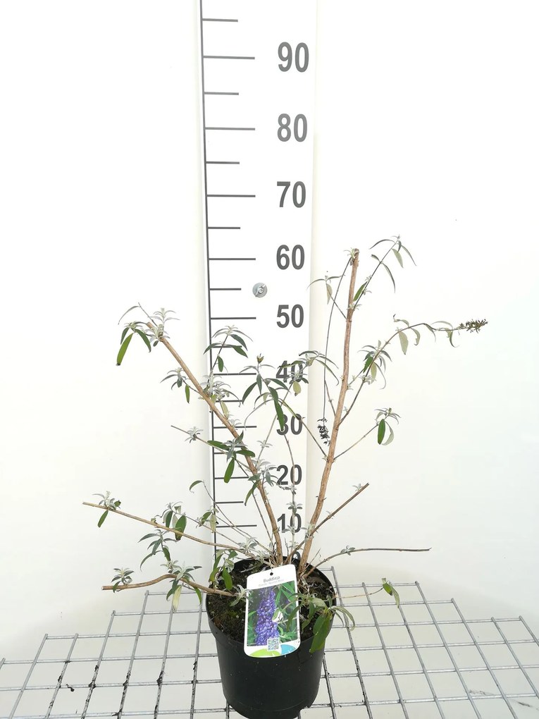 Buddleja davidii 'Nanho Blue' - pot - 40-60 cm -
