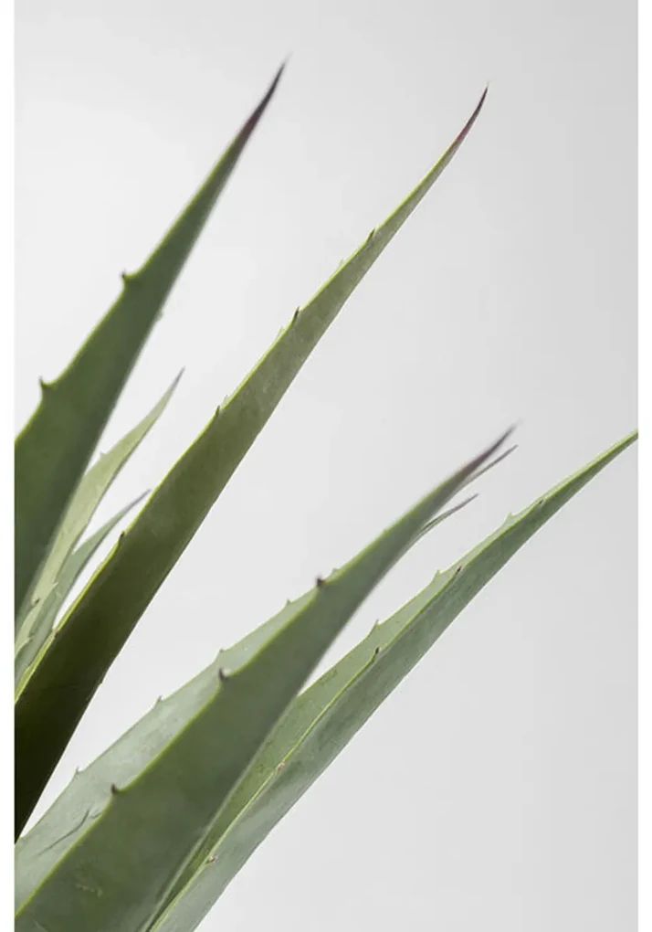Kare Design Agave Kunstplant Agave