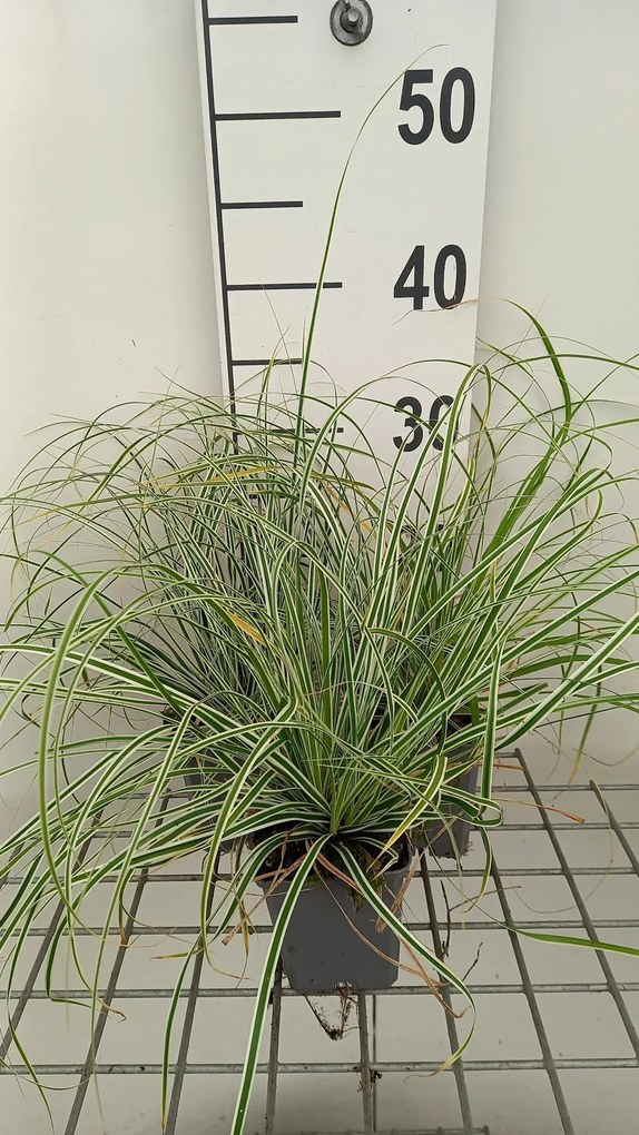 Carex oshimensis 'Fiwhite' (Everest) - pot 9x9 cm -