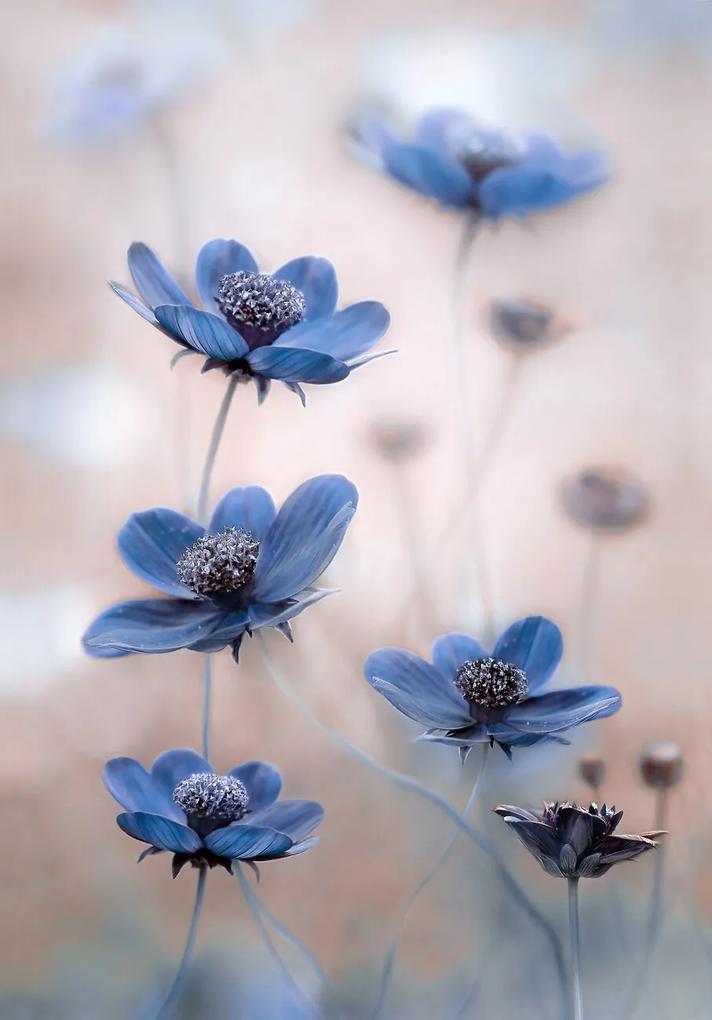 Kunstfotografie Cosmos blue, Mandy Disher, (26.7 x 40 cm)