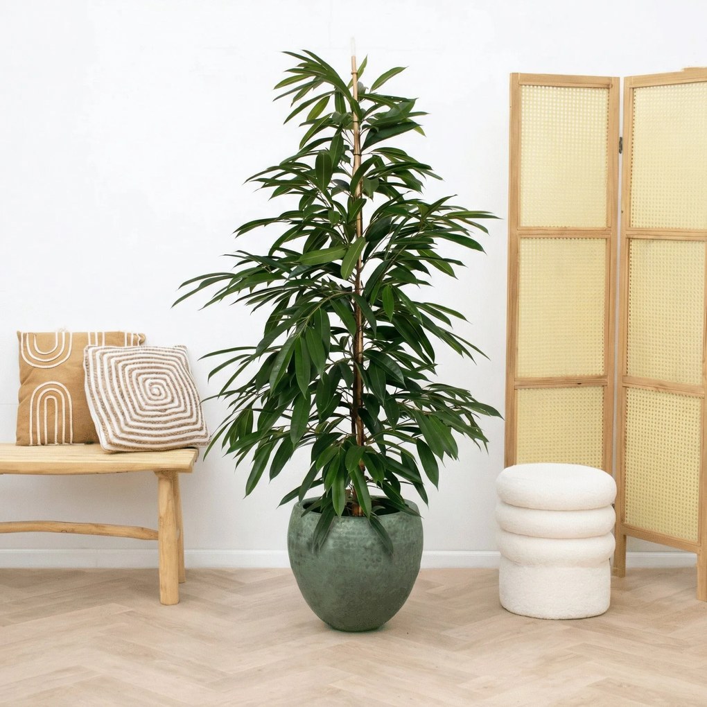 Ficus Amstel King struik - 130cm