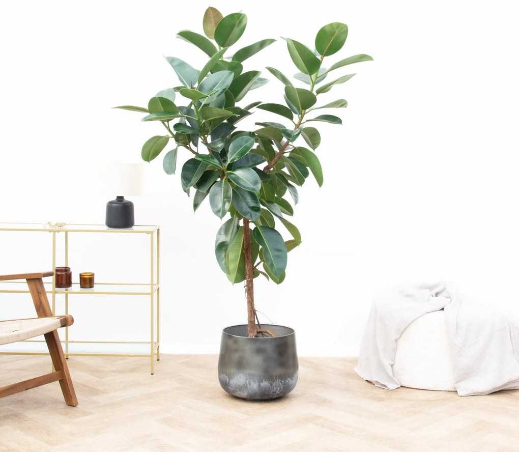 Ficus Elastica Robusta op stam - 170 cm