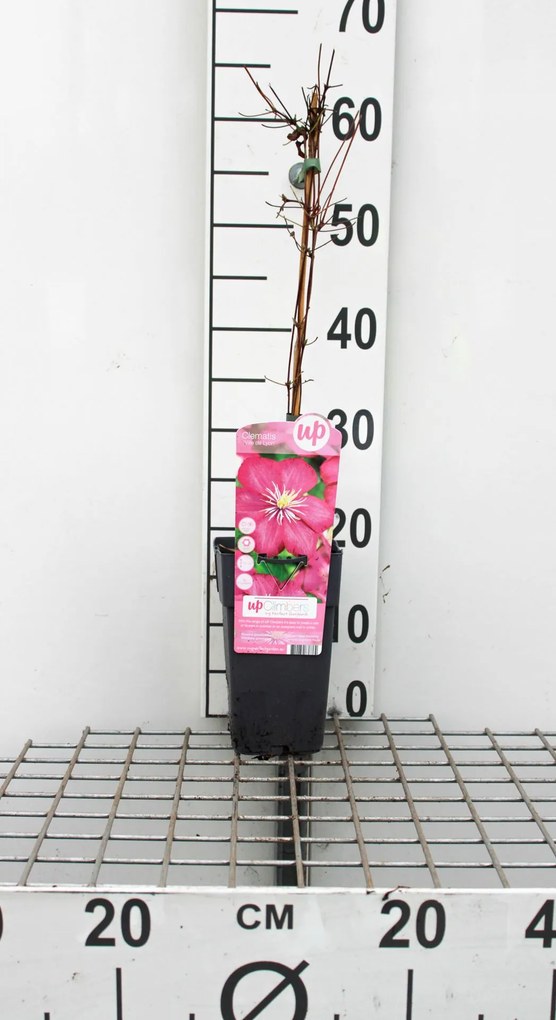 Clematis 'Ville de Lyon' - pot - 50-60 cm