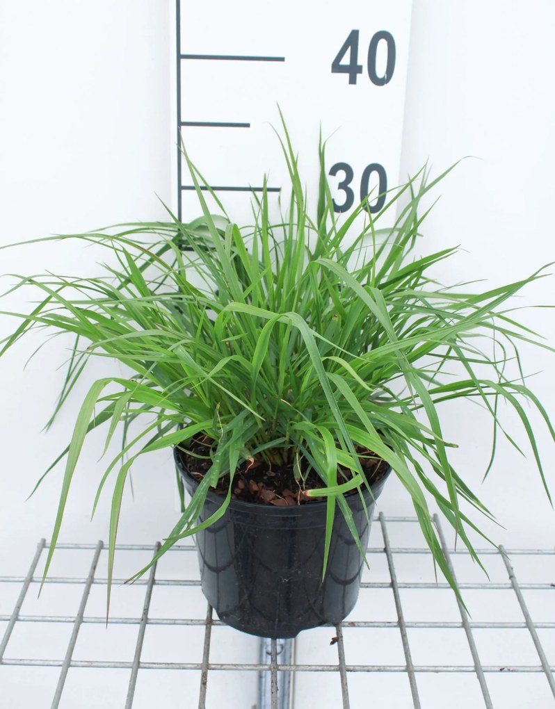 Pennisetum alopecuroides 'Moudry' - pot 3L
