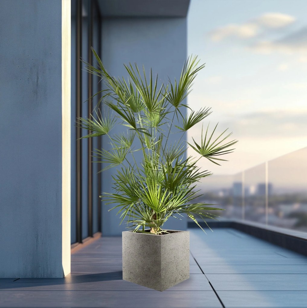 Combi deal - Chamaerops Humilis inclusief  Grigio Cube - 180cm