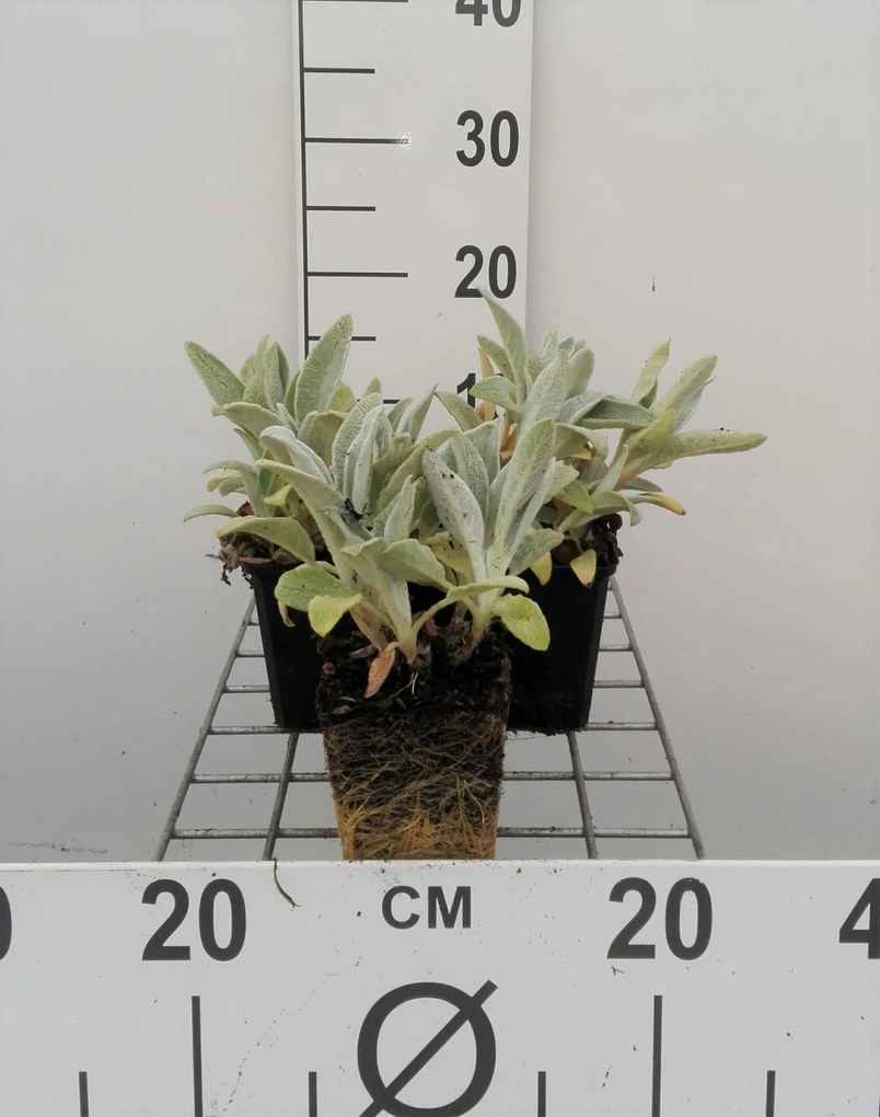 Stachys byzantina 'Silver Carpet' - pot 9x9 cm -