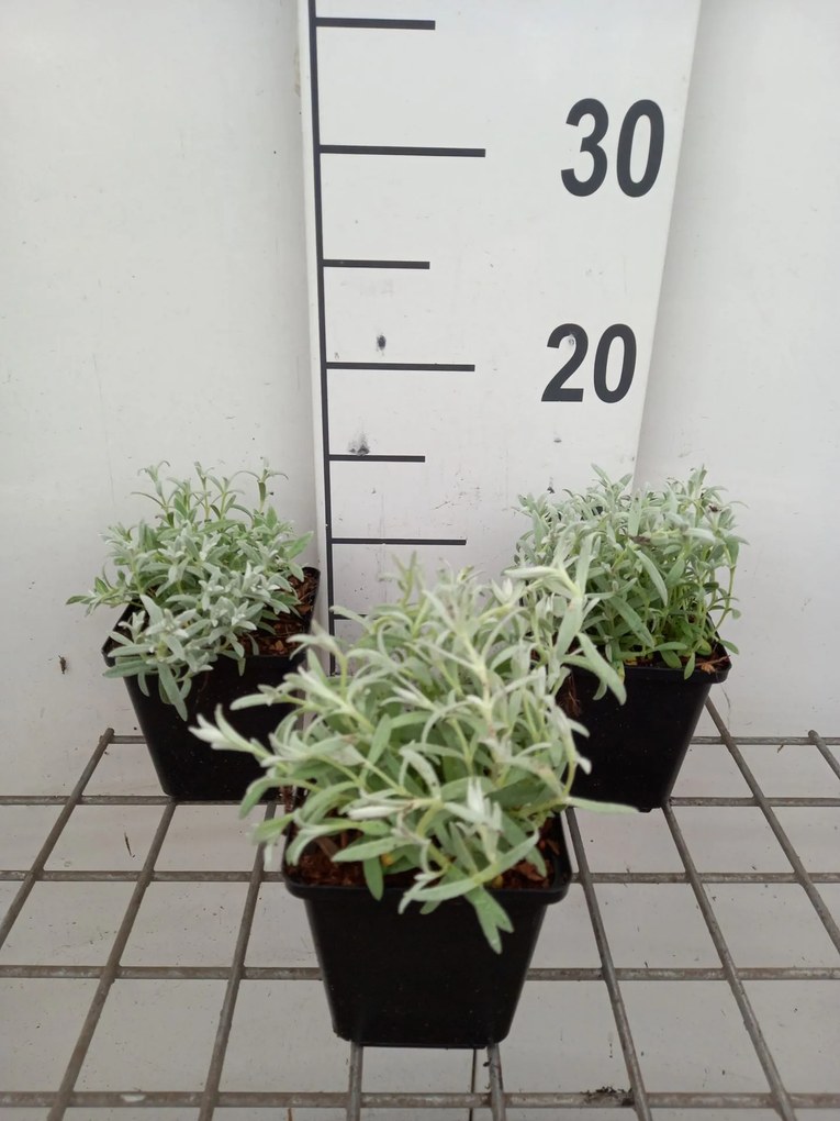 Cerastium tomentosum 'Silberteppich' - pot 9x9 cm
