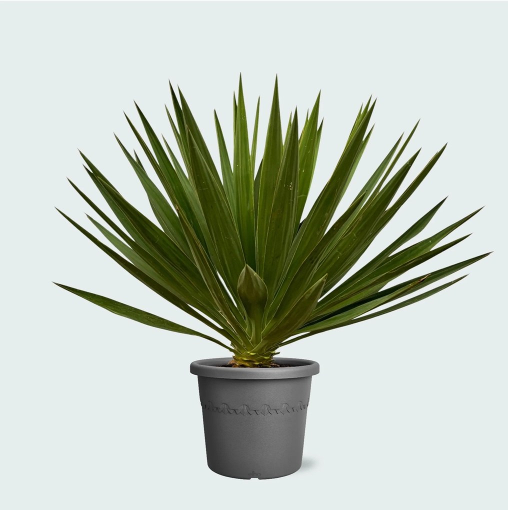 Yucca Gloriosa - 80 cm