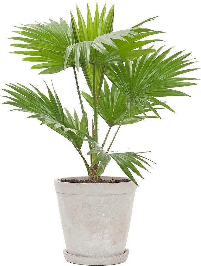 Waaierpalm (Livistona 'Rotundifolia') incl. 'Soft grey' pot