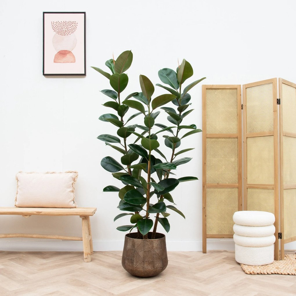 Ficus Elastica Robusta struik - 190cm