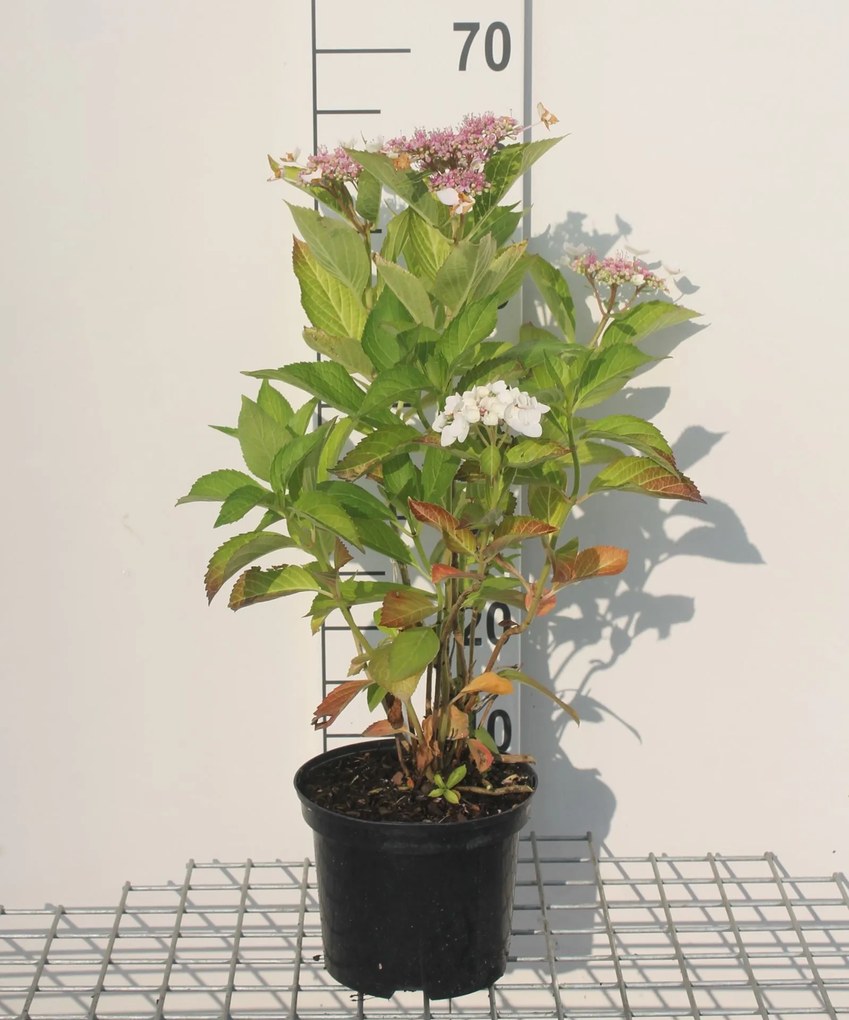 Hydrangea macrophylla 'Libelle' - pot - 25-30 cm -