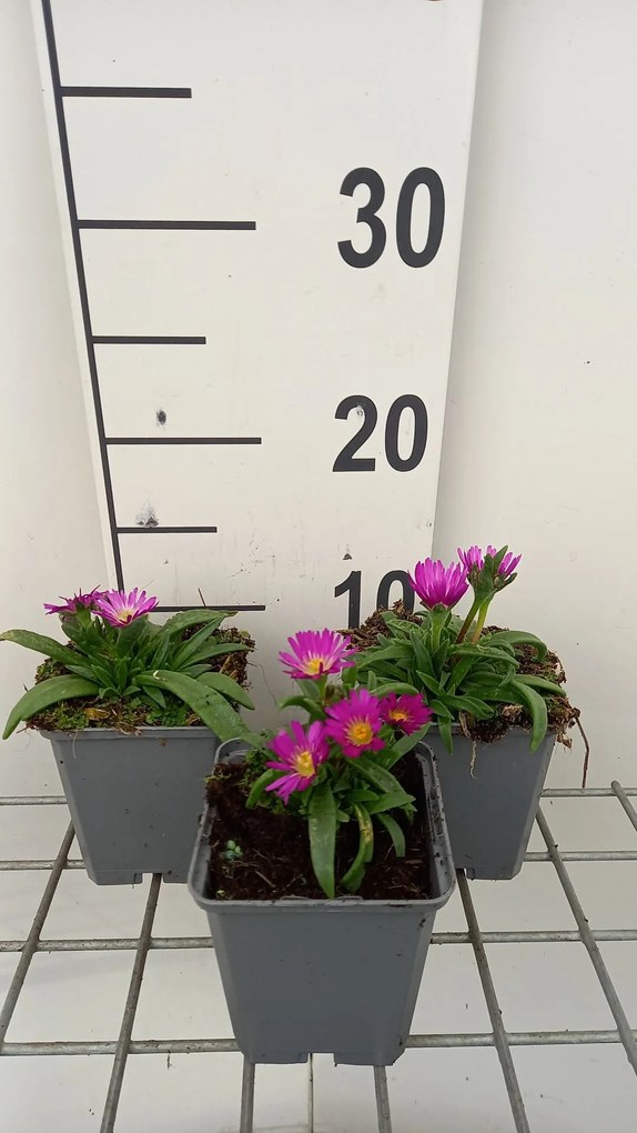 Delosperma sutherlandii - pot 9x9 cm -