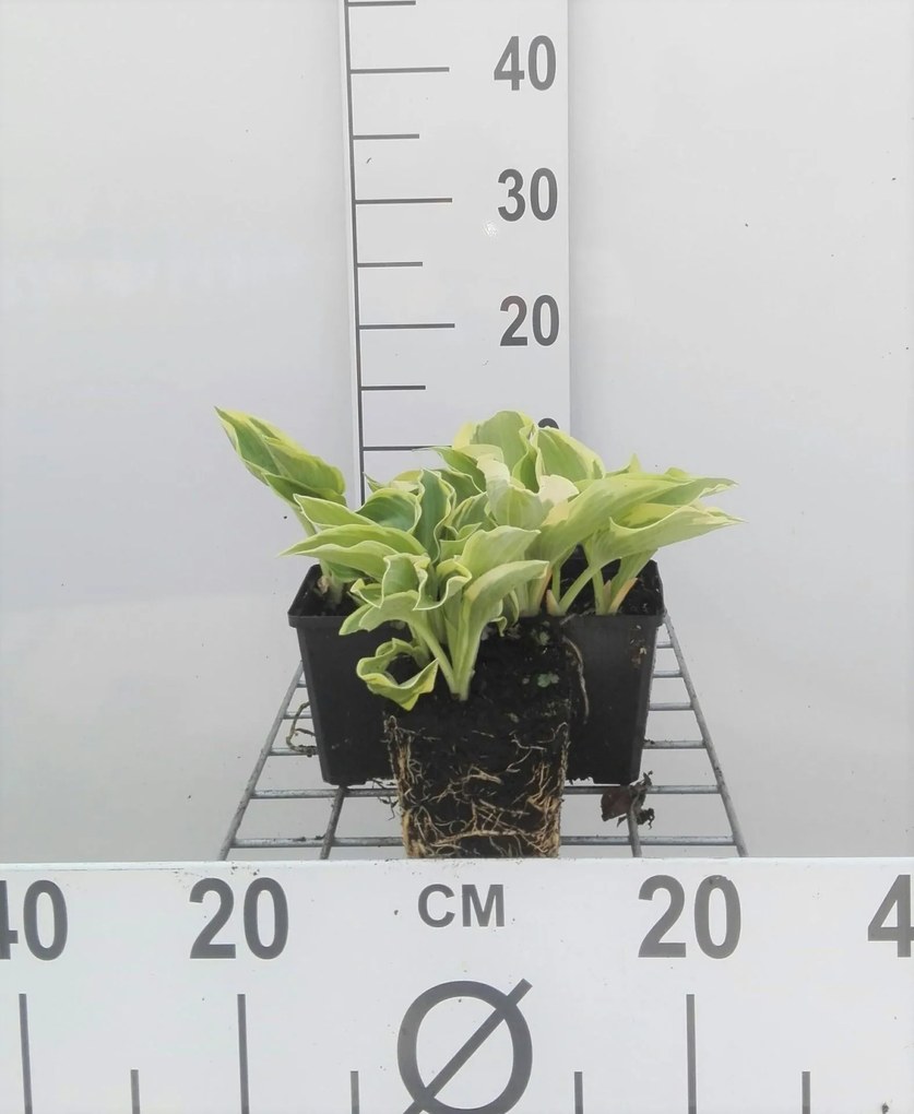 Hosta 'Wide Brim' - pot 9x9 cm